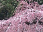 三春滝桜2010.4.15ダイジェスト Miharu waterfall cherry blossoms digest